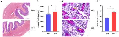 Oregano essential oil modulates colonic homeostasis and intestinal barrier function in fattening bulls